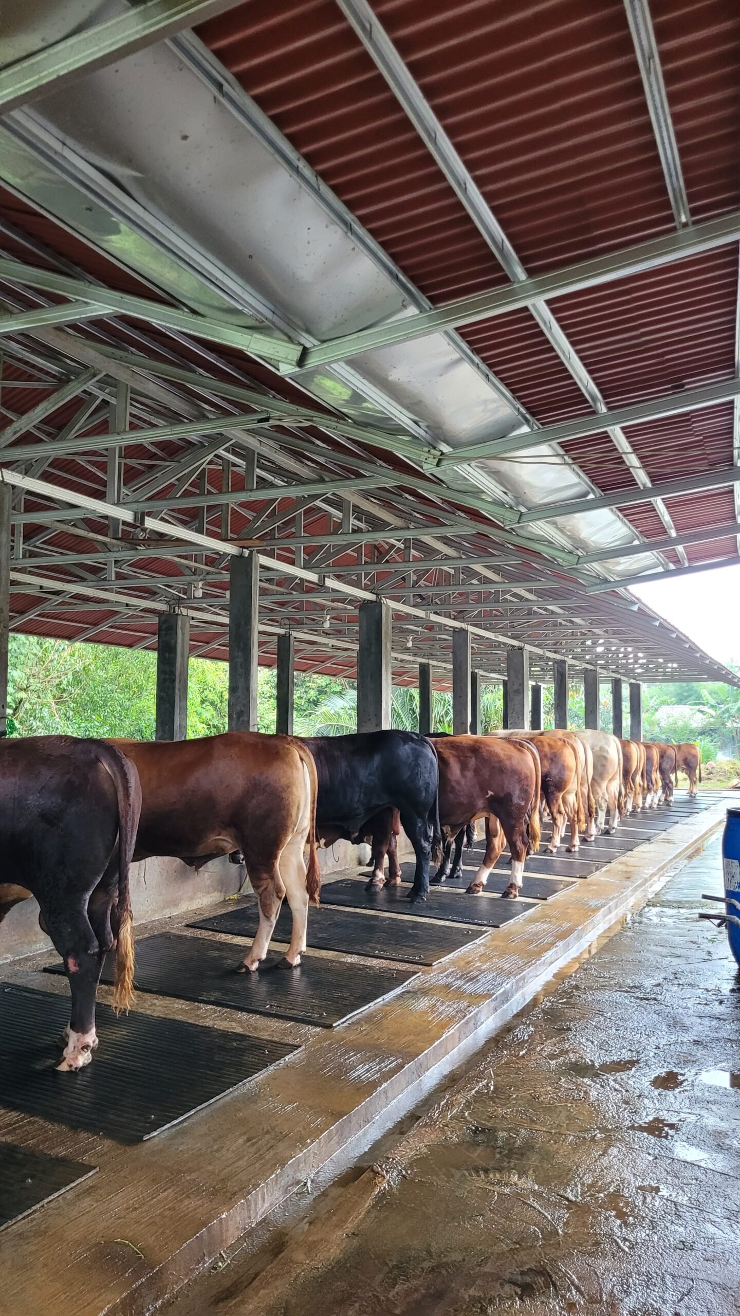 Pusat Peternakan Murah - SapiKu